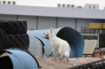 /album/kepgaleria-farah-of-cataline-wolf/438170502-10228311223718197-7550233267779976373-n-1-jpg/